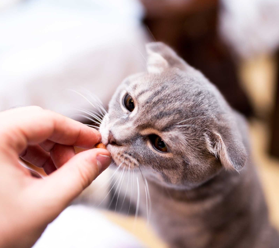 Статья 3 кошки. Карт. 2 (900х800).jpg