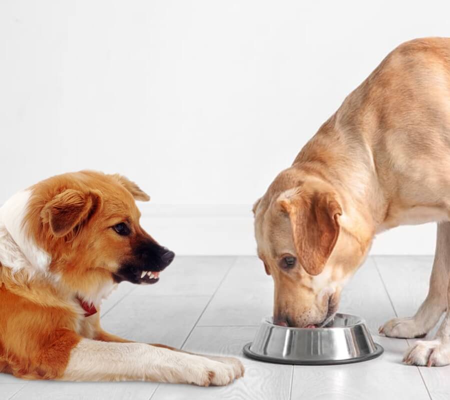 Воспитание собак, как подружить собак