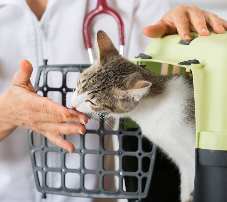 Статья 5. Карт. 2 (900х800).jpg