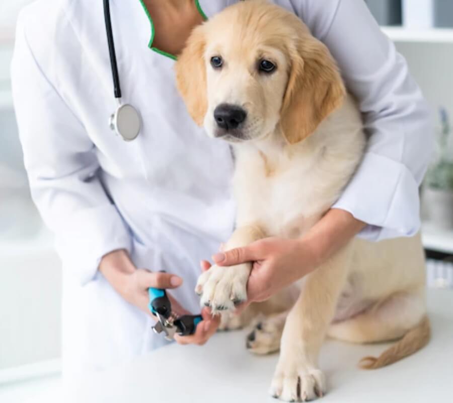 как постричь когти собаке TiTBiT