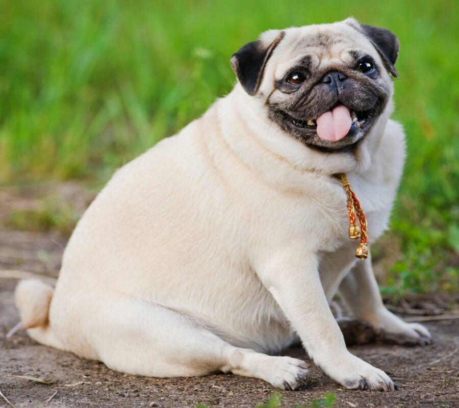 Сладкое для собак