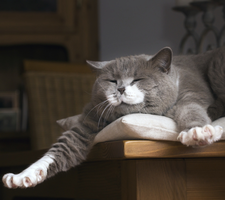 Статья 3 кошки. Карт. 4 (900х800).jpg