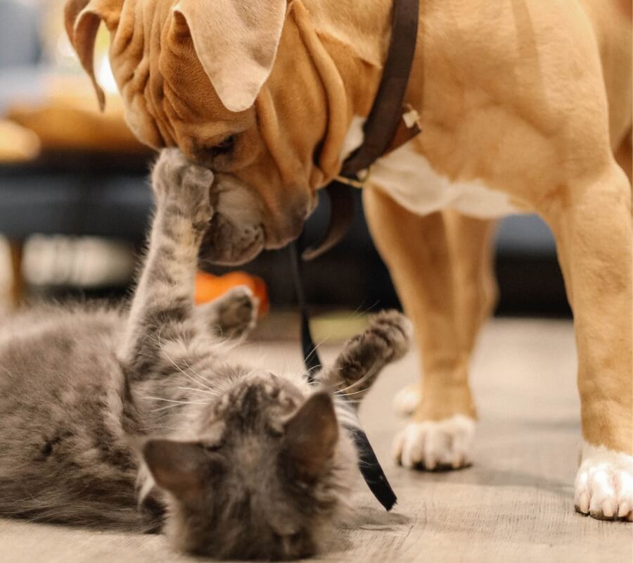 Как подружить кошку с собакой TiTBiT